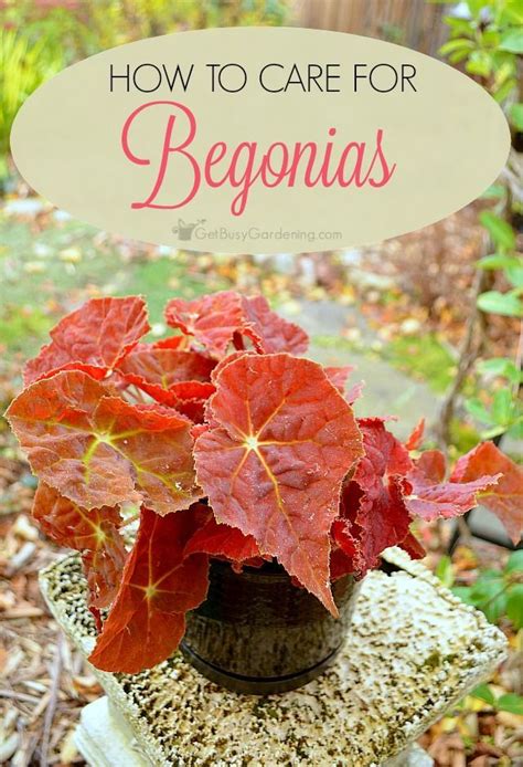 How To Care For Begonia Plants Plant Care Plants