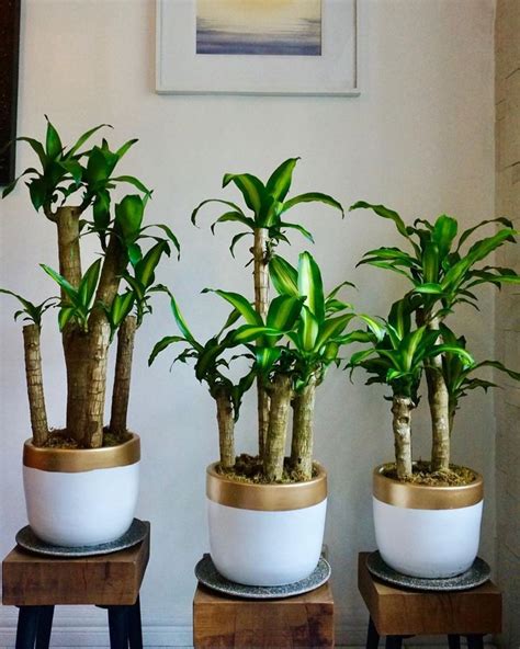 Maybe you would like to learn more about one of these? Chinese New Year Plants | Plants, Beautiful flowers, Lucky ...