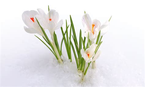 Snow Snowdrops Spring Flowers Early Spring Wallpapers С 1 Днем