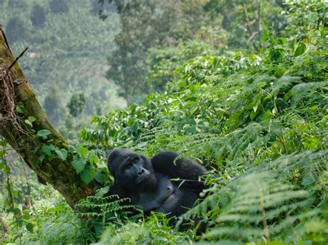Bwindi National Park Holidays Uganda Steppes Travel
