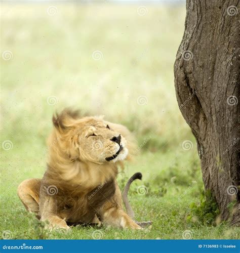Lion Lying Down In The Grass Stock Photos Image 7136983