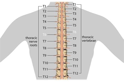 T6 Spinal Cord Injury What You Should Know Flint Rehab