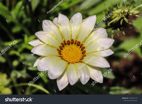 Floral Wallpaper Every Flower Blooms Different Stock Photo 1724816137