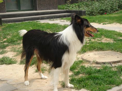 Scotch Collie Dog Breed Information Pictures And More