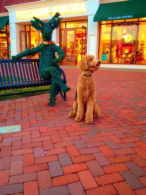 Christmas At The Avenue Indy A Goldendoodle That Is A Therapy Dog In
