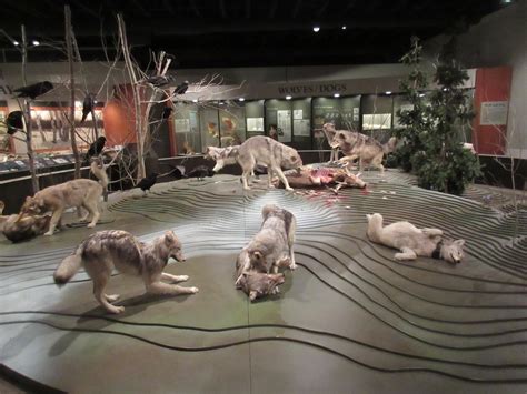 International Wolf Center Museum Diorama Zoochat