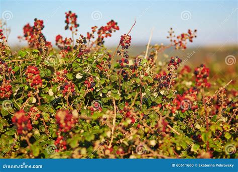 Ripening Brambles On A Bush Stock Photo Image Of Berry Food 60611660