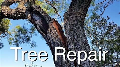 Tree Repair How I Saved Two Great Trees Youtube