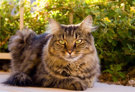 Tabby cats, sometimes called tiger cats, are not a distinct breed of cat, and as such they do not have any single distinguishing personality or behavioral characteristics. Research says cats have healing powers