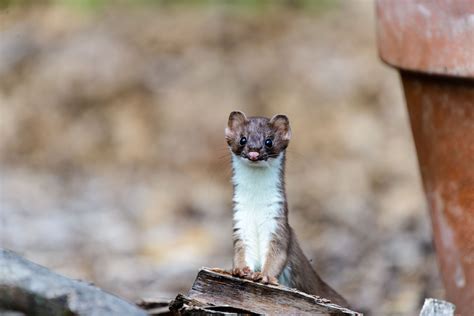 Wild Profile Meet The Long Tailed Weasel Cottage Life