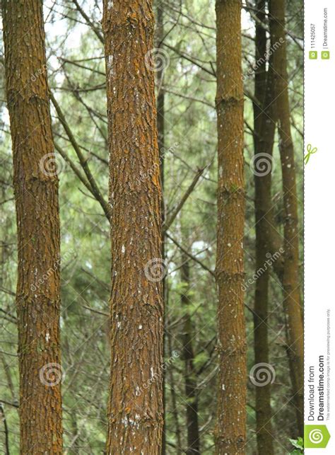 Photo Of A Pine Tree From Below Version 16 Stock Image Image Of