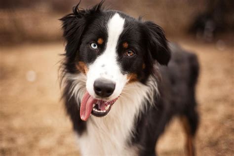 Australian Shepherd Dog Breed Profile