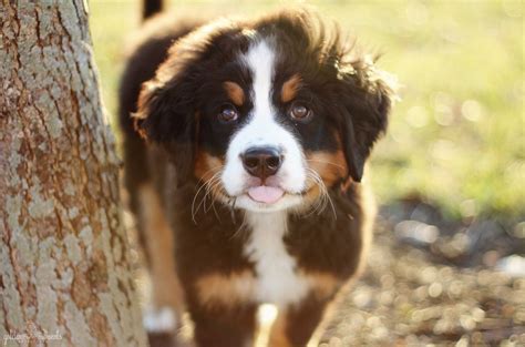 The Cutest I Need A Berner Pet Dogs Puppies Dogs Bernese Mountain