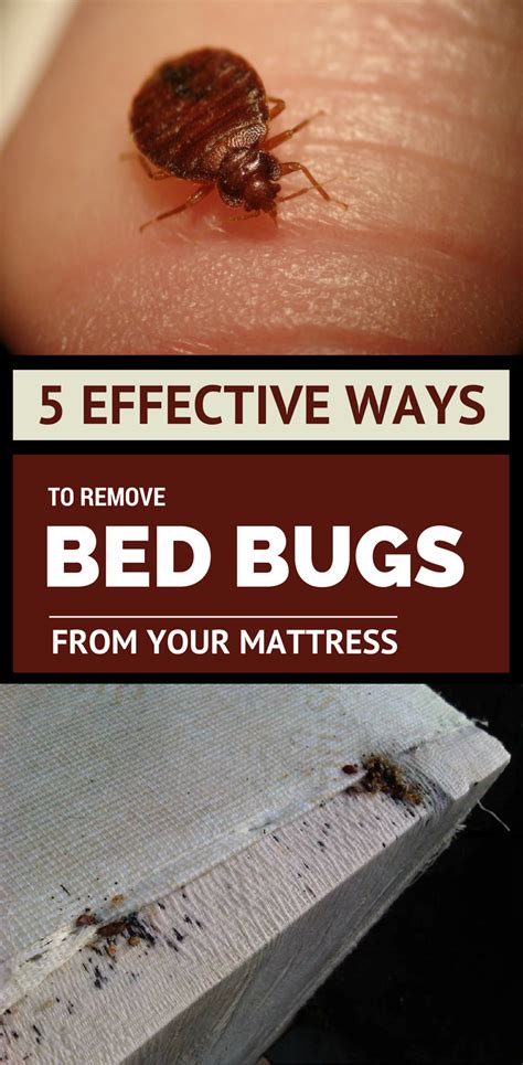 5 Effective Ways To Remove Bed Bugs From Your Mattress With Images
