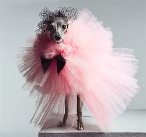 Inside The Billion Dollar Dog Fashion Industry Artful Living Magazine