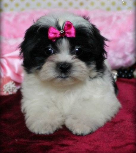 Mal Shi Puppies For Sale Decatur Al 245086 Petzlover