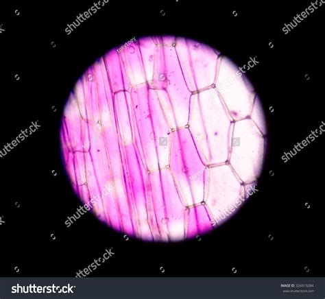 Real Photo Plant Cells Stomapink Plants