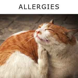 However,if you are seeing some lesions above. Cat Skin Problems Including Mange, Eczema And Lumps