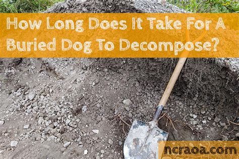 How Long Does It Take For An Animal To Decompose Embalming Is A