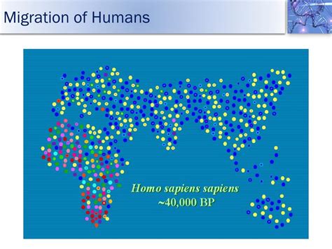 Ppt Human Population Genetics Powerpoint Presentation Free Download