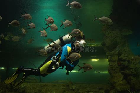 Scuba Diver In The Aquarium Editorial Stock Image Image Of Diving