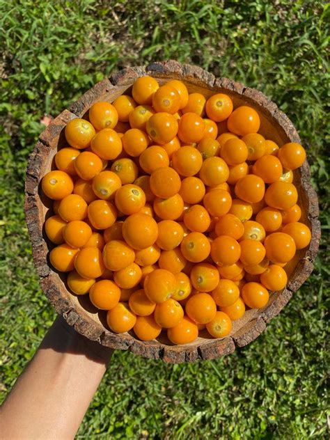 Goldenberry Buy Fresh Peruvian Ground Cherries Online From Miami Fruit