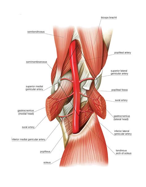 Popliteal Artery Photograph By Asklepios Medical Atlas Pixels