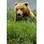 Brown Bear Eating Grass Mikfik Crk Southwest Alaska Summer Mcneil Game 