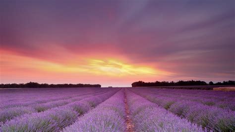 1920x1080 Sun Flowers Sky Lavender Field Sunset Coolwallpapersme