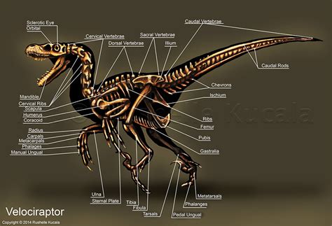 Specs size 24 x 36 face mounted acrylic print. Velociraptor Skeleton Study by TheDragonofDoom on DeviantArt