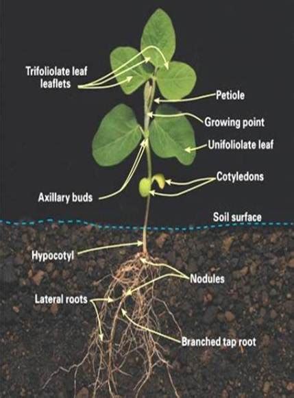 Networks of veins support the structure of the leaf and transport substances to and from the cells in the leaf. Early Season Soybean Replant Decisions | Integrated Crop ...