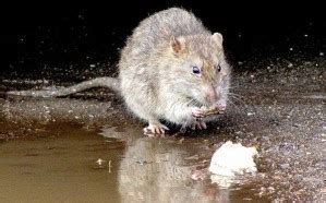 Comment Tuer Un Rat Fruitier Taupier Sur La France