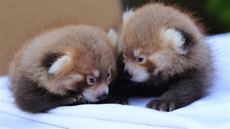 New York Zoo Reveals Twin Red Panda Cubs