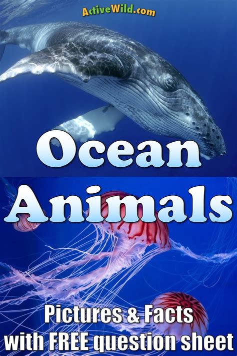 Ocean Animals For Kids And Adults List Of Animals That Live In The Ocean