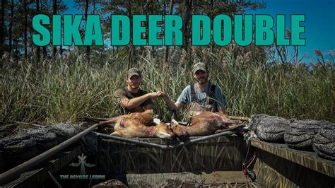 Sika Deer Hunting Maryland Opening Weekend Double Youtube
