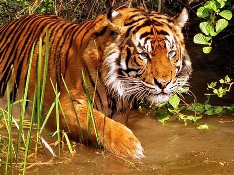 Top 170 Wild Animals In Kerala