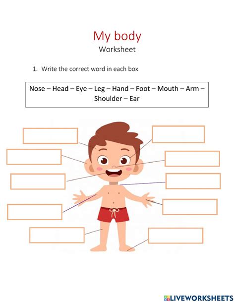 body parts worksheet worksheet
