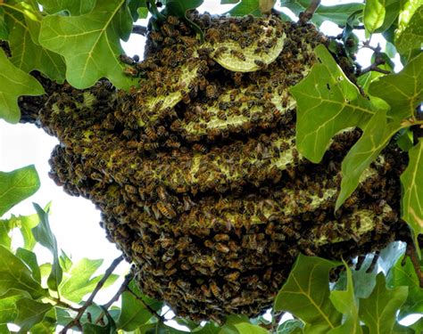 An Open Air Colony In Oklahoma Honey Bee Suite