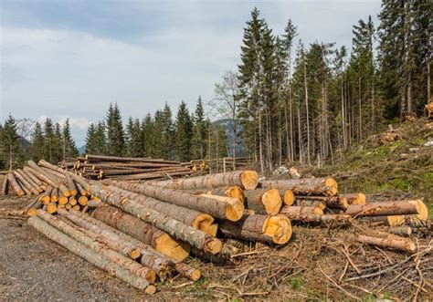 Forest Logging Waf