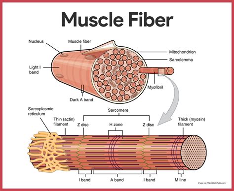 Skeletal Muscle Fiber Labeled