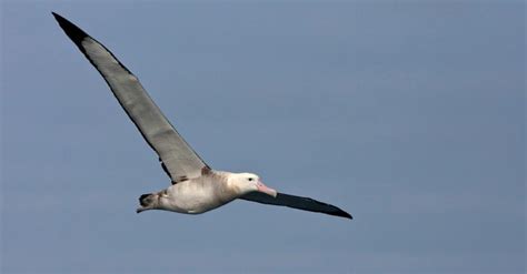 10 Incredible Albatross Facts Wikipoint Wiki Point
