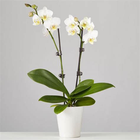Large Phalaenopsis Orchid White