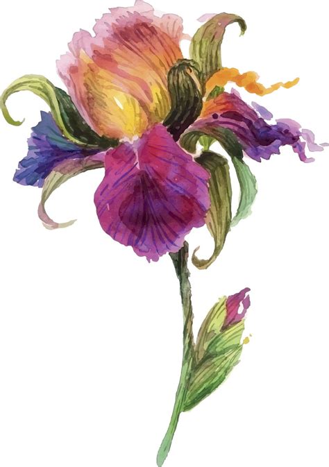 Beautiful Watercolor Iris Flower Iris Painting Floral Painting Floral