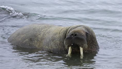 While Swimming Walruses Become Graceful Using Full Body Movements To