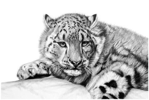 Pencil Drawings Of Animals Animal Sketches Drawing Animals Art