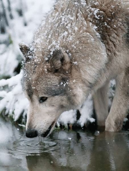 White Wolf Drinking Water By Anonymous Dystalgia Aurel Manea