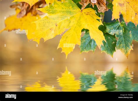 Autumn Leaves Reflecting In Water Stock Photo Alamy