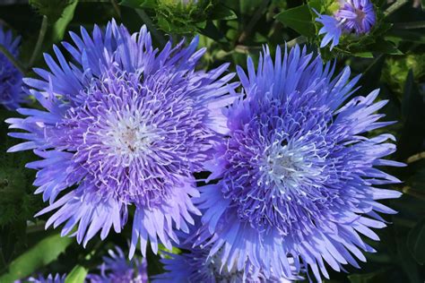 Two Blue Aster Flowers Close Up Free Stock Photo Public Domain Pictures