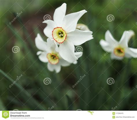 Narcissus Close Up White Flowers Spring Garden Green Background Stock