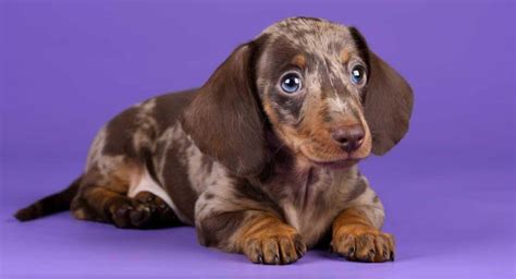 10 Rarest Dachshund Colors In The World